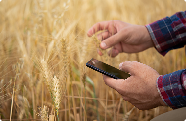 Automated Grain-Quality Classification for Agriculture Commodity Business
